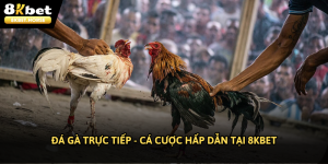 đá gà trực tiếp 8kbet